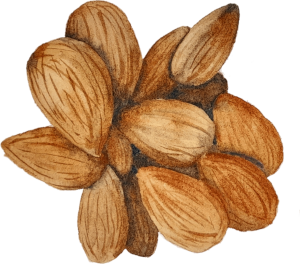 Mandula_k