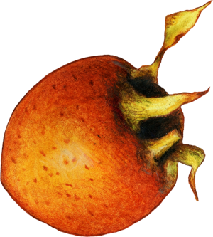 naspolya
