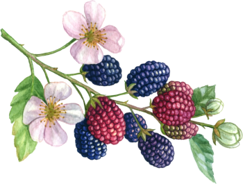 szedermalna2